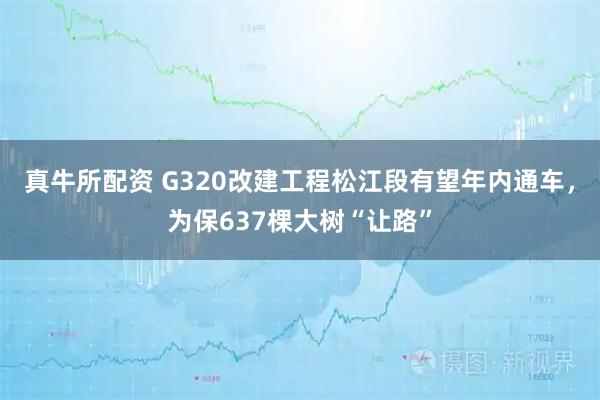 真牛所配资 G320改建工程松江段有望年内通车，为保637棵大树“让路”